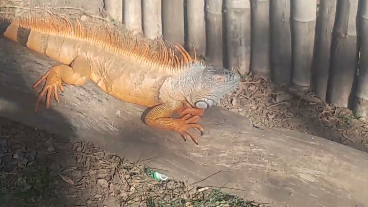 15 ENE 2026 TUXPAN VIDEO 5 TODO EN UNA VUELTA