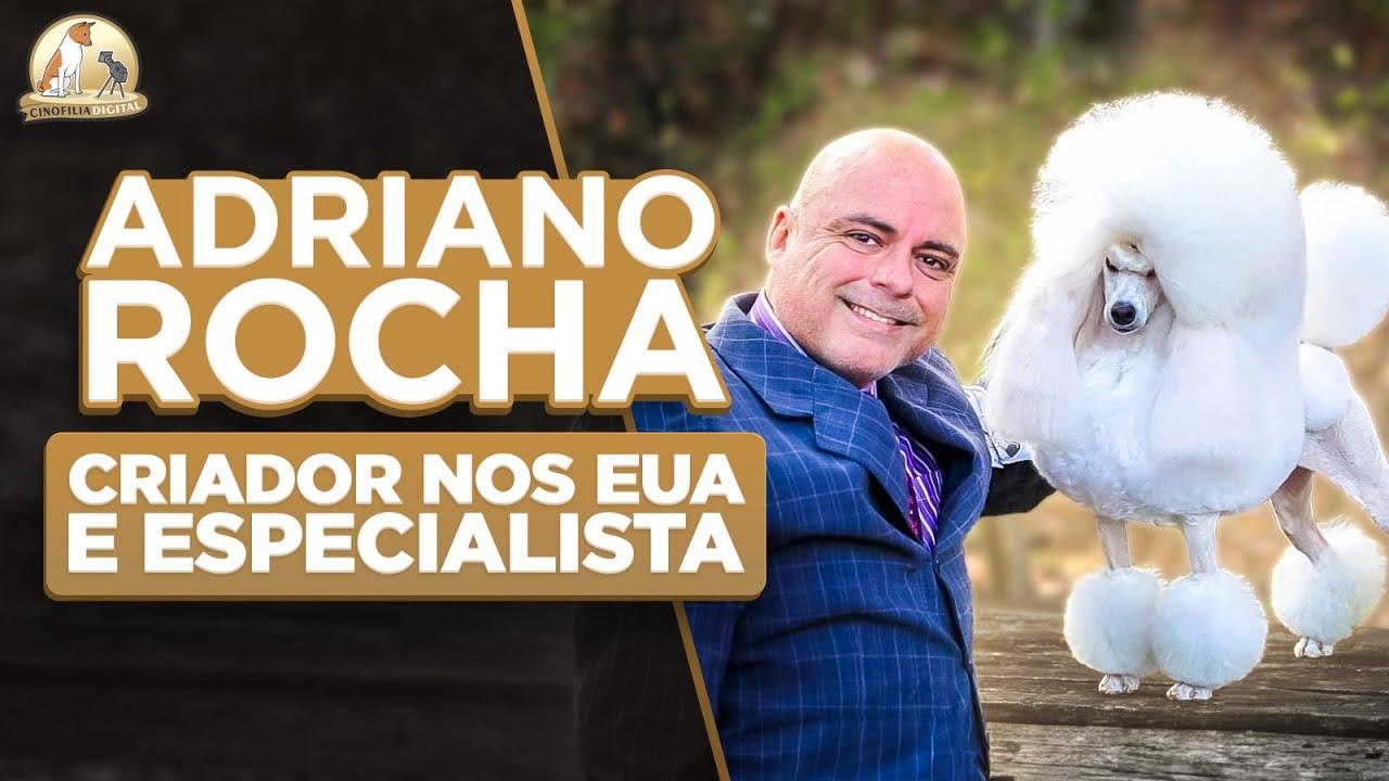 Poodle: Descubra as Diferenças e Segredos das Variedades da Raça | Cinofilia Digital