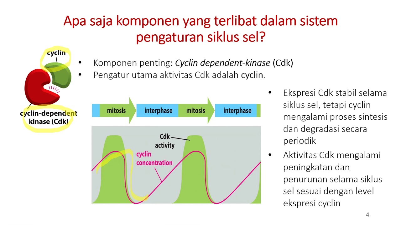 Pengaturan siklus sel