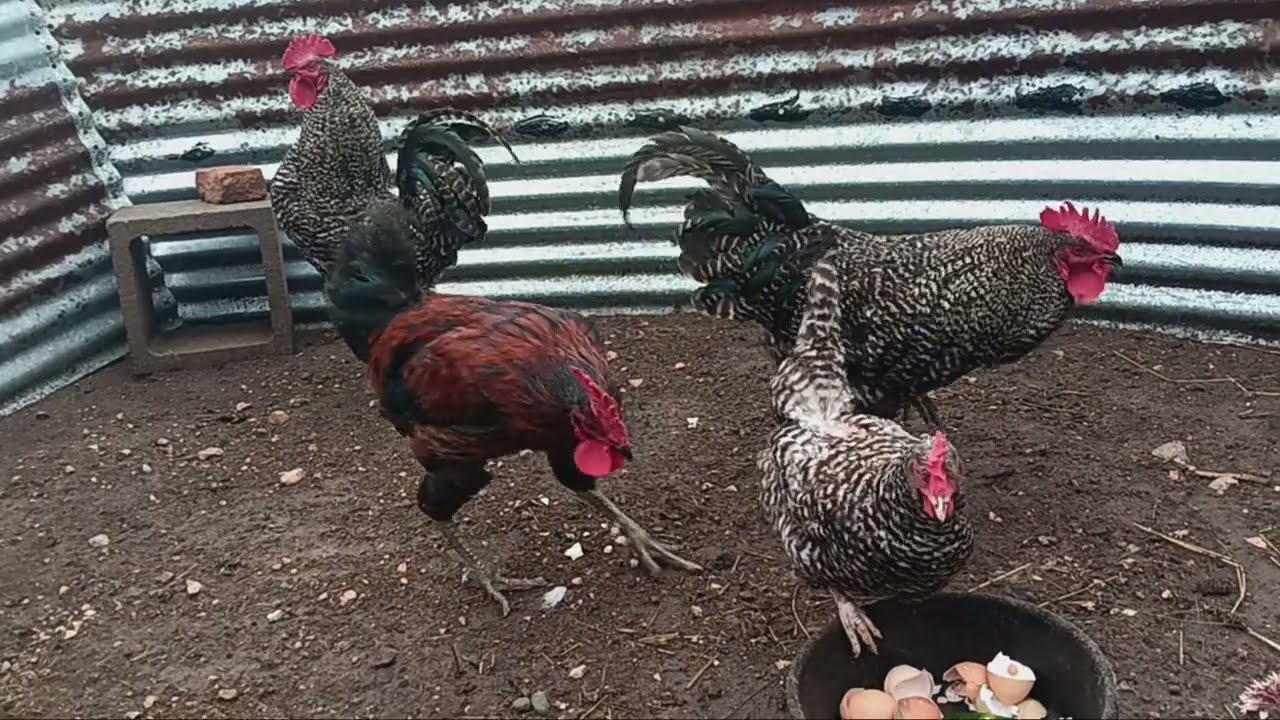 Barn Yard Chickens - What a Taunter