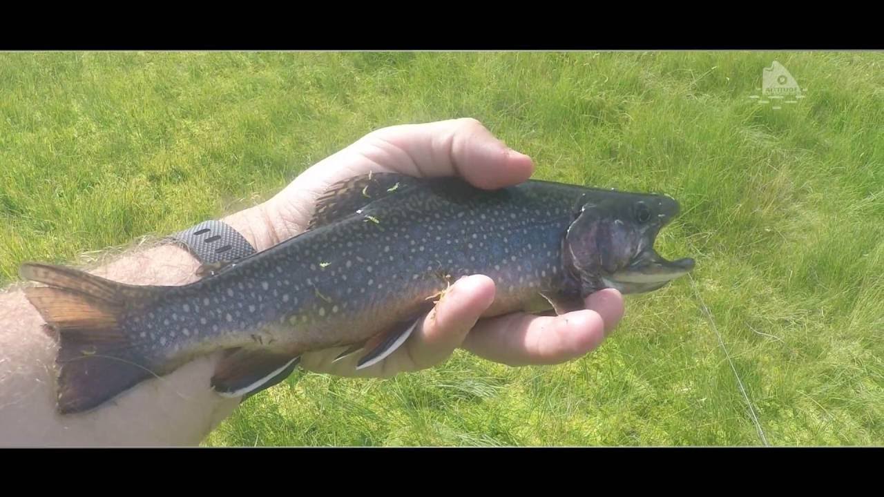 ALTITUDE PECHE lac de montagne - Lacs de la Temp&ecirc;te 2016