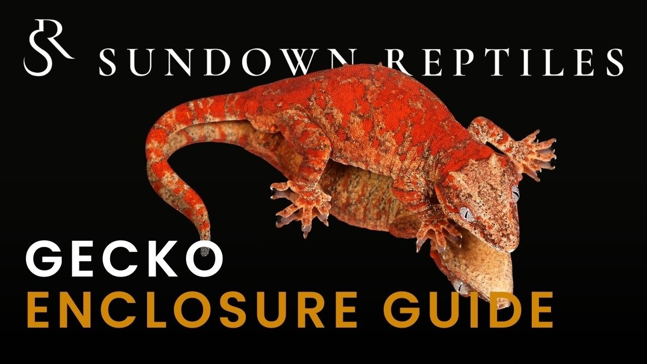 Enclosure guidelines: Geckos of New Caledonia