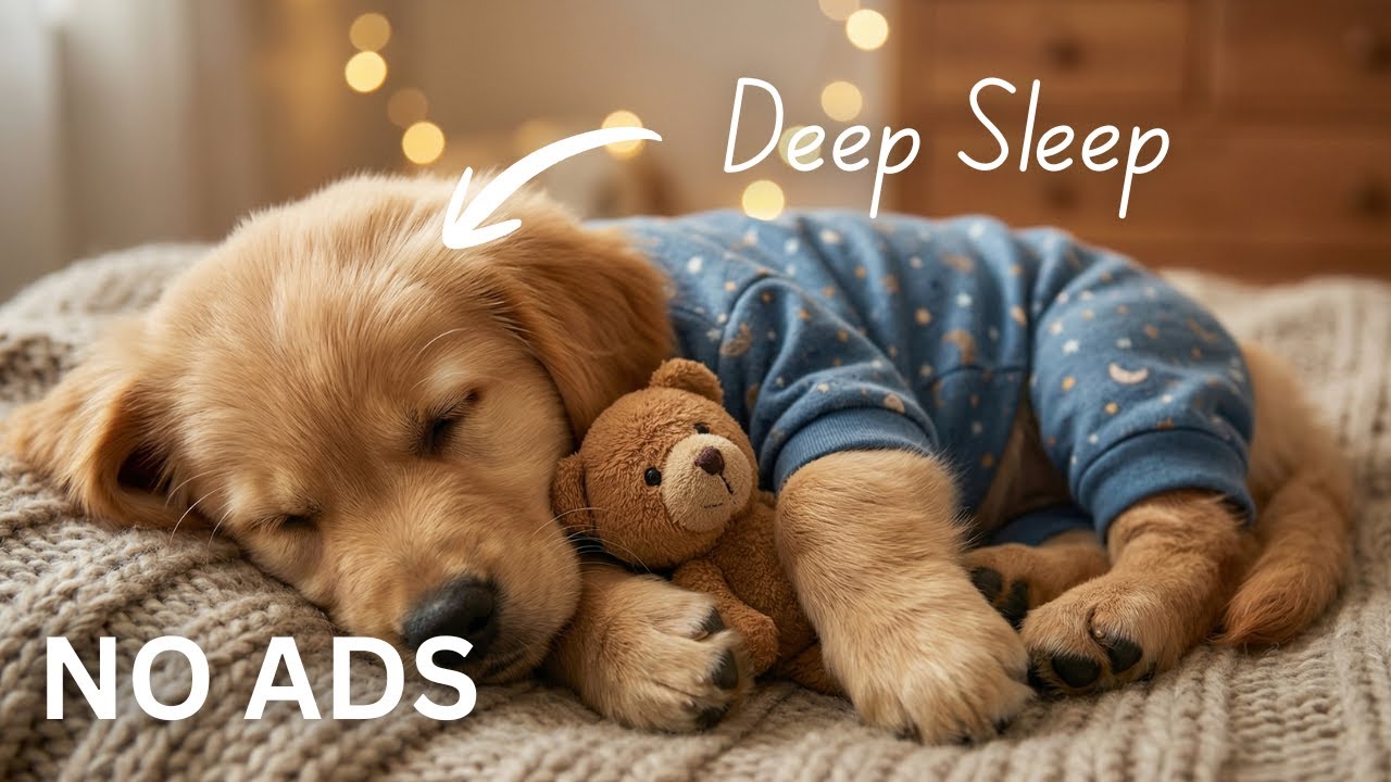 12 часов музыки для сна щенков 🐶 Нежные колыбельные для золотистых ретриверов и спокойных собак 🧸 Гл