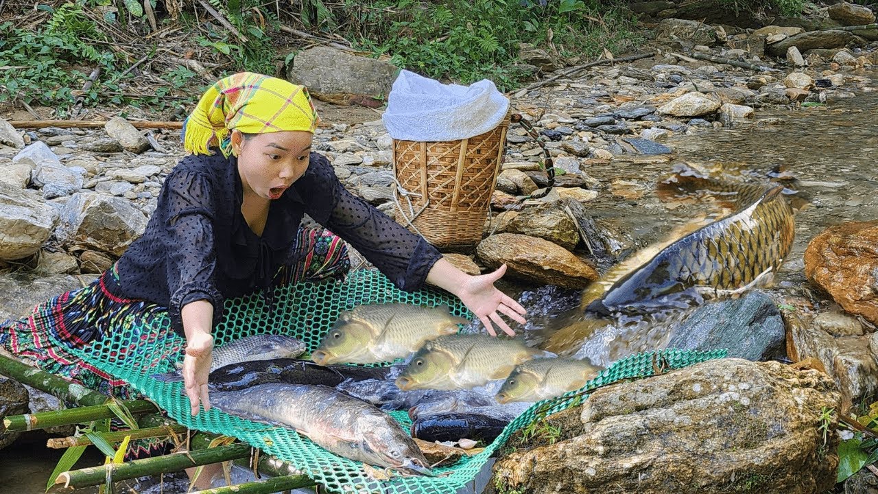 Unique way to trap fish. Girl catches many big fish. Fish catching skills