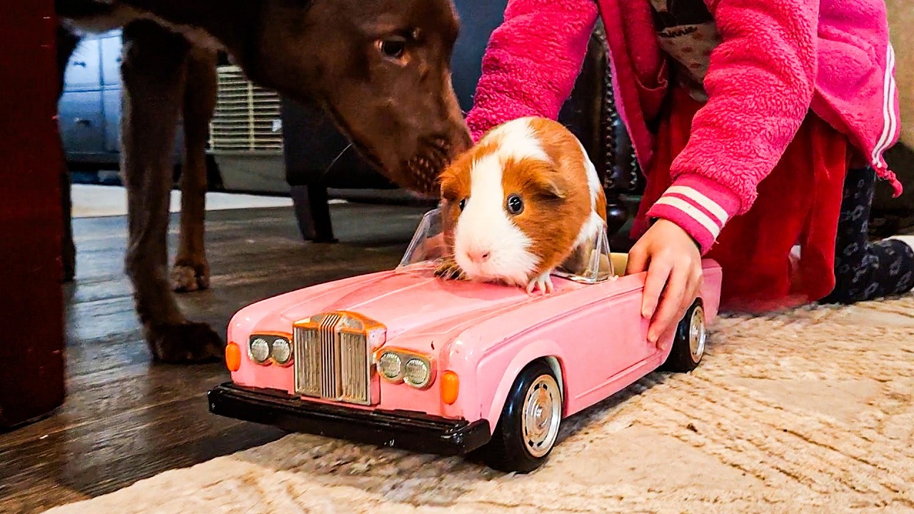 ADORABLE Funny Pet and Kid Interactions 😂 These Animals Have Personality