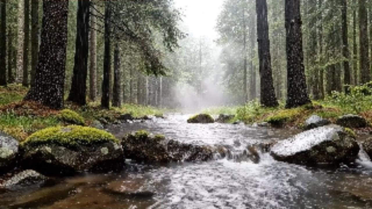 Gentle Forest Rain 🌧️ Peaceful Nature Sounds for Sleep, Relaxation & Focus
