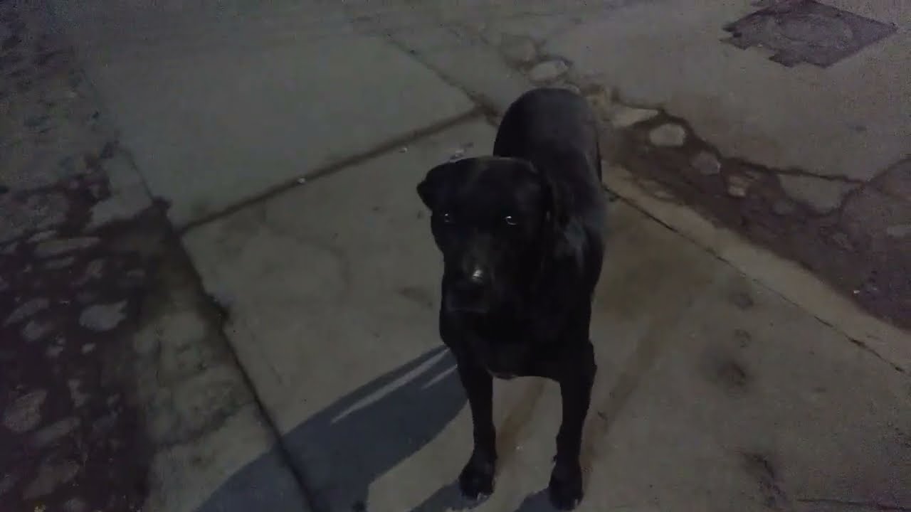 its just a dog