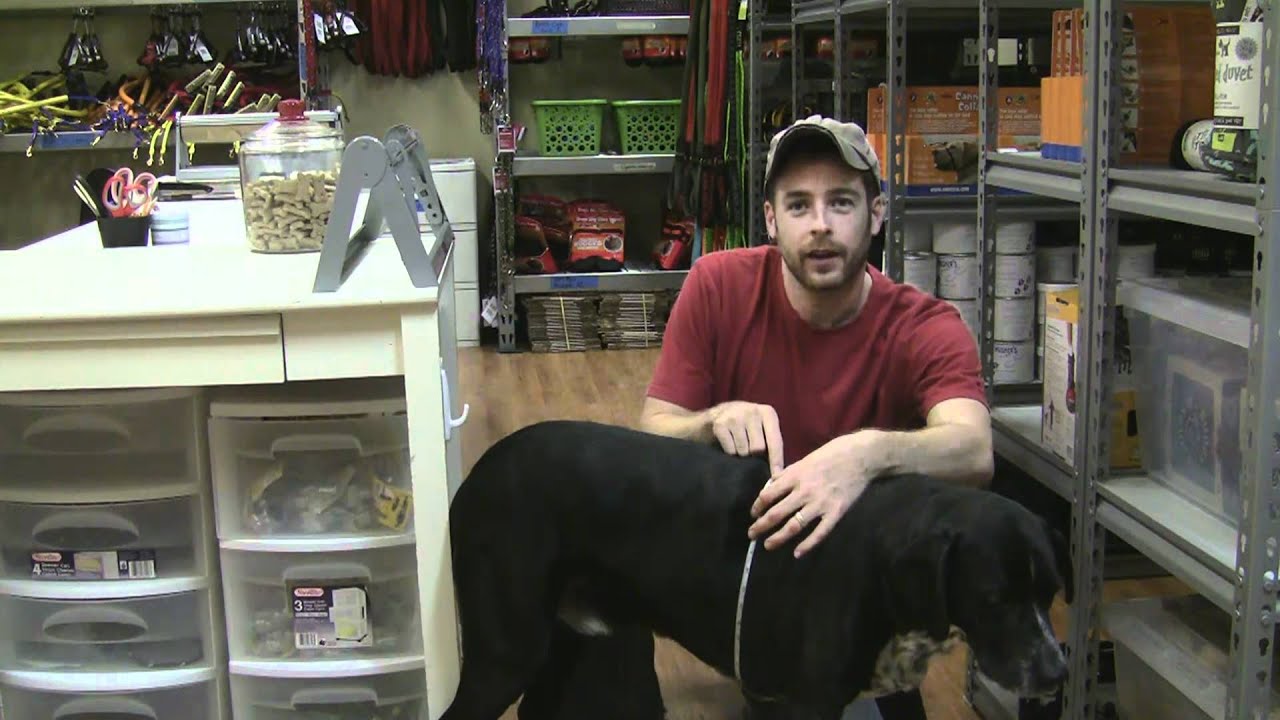 How To Size Your Dog For A Dog Harness, Coat, Vest, Packs, Apparel