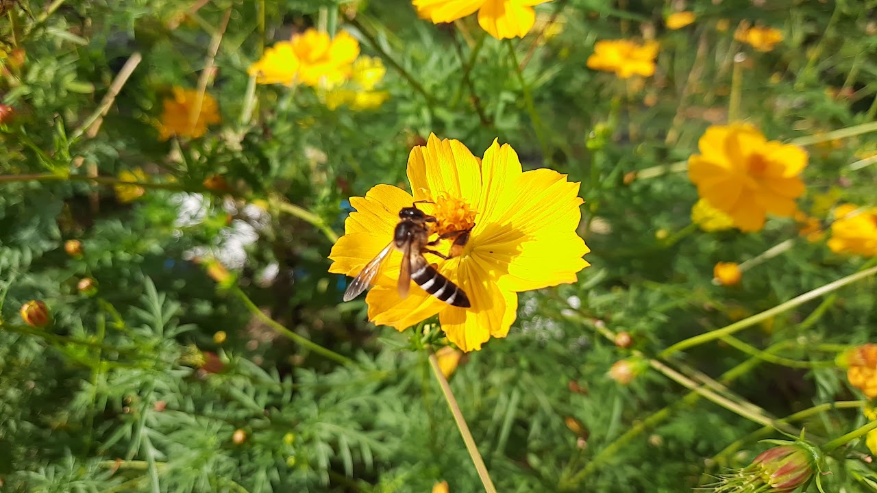 Apis Dorsata (Asian Giant Honey Bee)