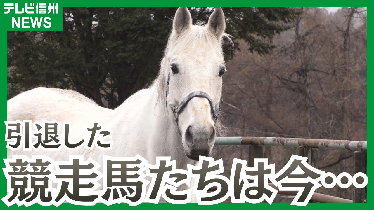 今年は「午年」！勝負の世界を引退したサラブレッドたちは今…