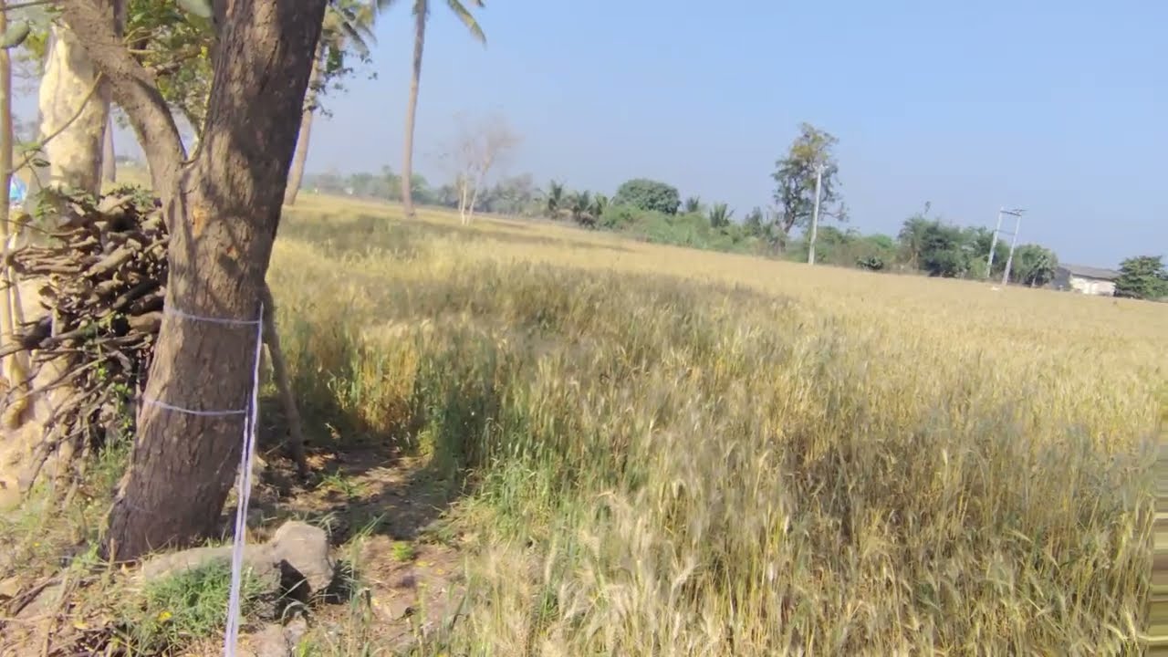 આજે તો વાડીએ ગયા ઘઉં જોવા #vlog 