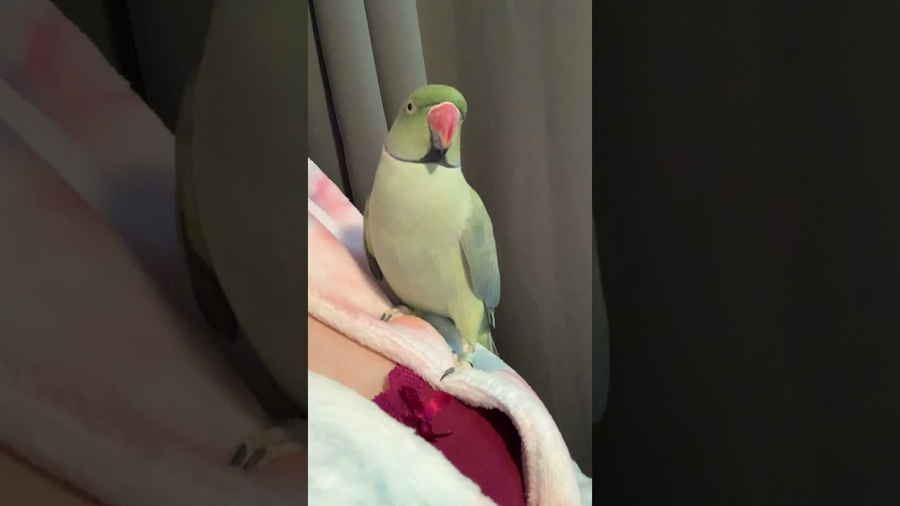 Indian Ringneck brothers: chit chat time and hormones going crazy