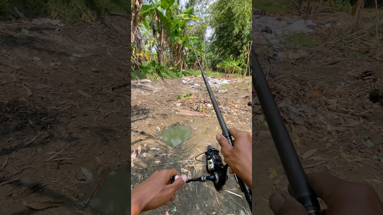 mancing di empang yang terbengkalai ternyata airnya kekeringan #mamcingliar #fishing  #empangliar