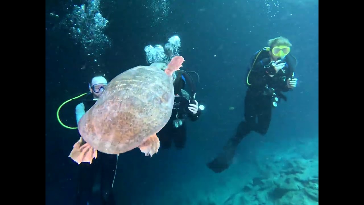 Blue Grotto and Devli's Den Diving