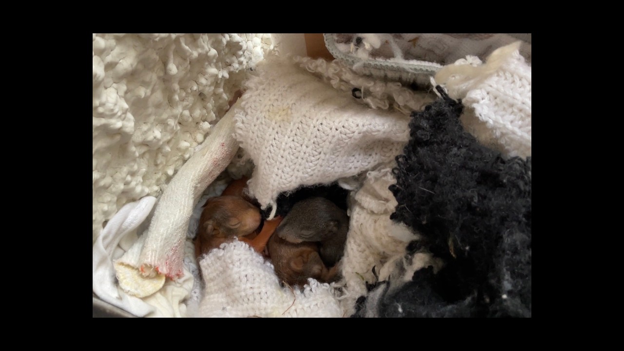 Eichhörnchen Speedy - 01.03.2026  Teil 1 / Squirrel Speedy - 01.03.2026 Part 1