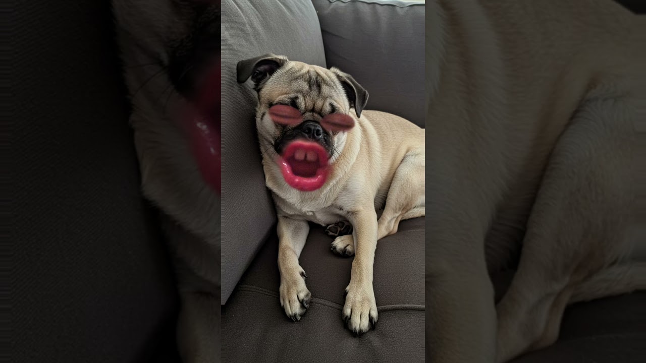 Doug the pug sings episode 2