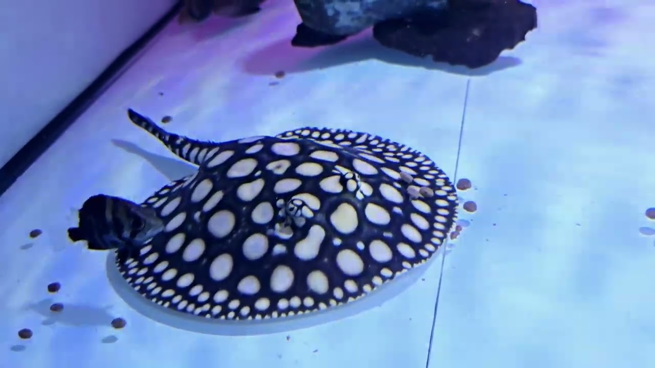 Superwhite Black Diamond Freshwater Stingray