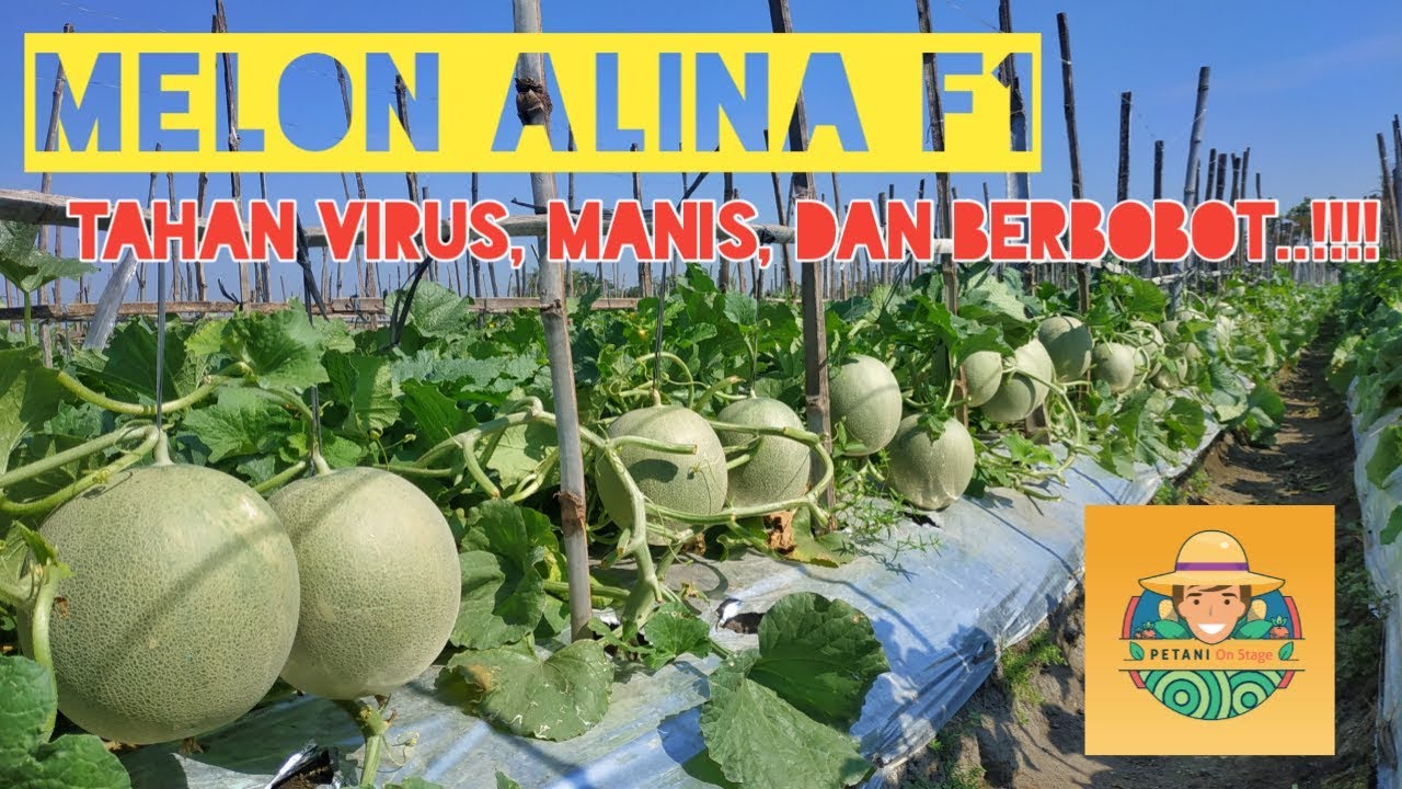 SUKSES TANAM MELON ALINA F1 : TAHAN VIRUS, MANIS DAN BERBOBOT