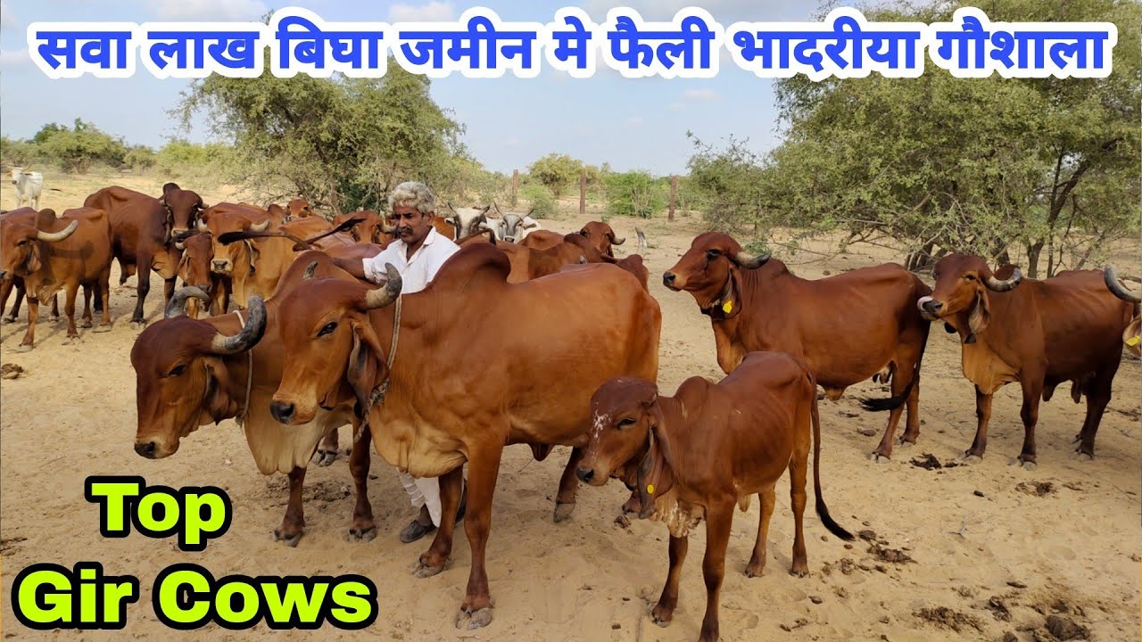 #भादरिया #गौशाला की #गिर गाय जो प्रेम के आंसू निकालती हैं। गाय और ग्वाले का अनोखा प्रेम 👌