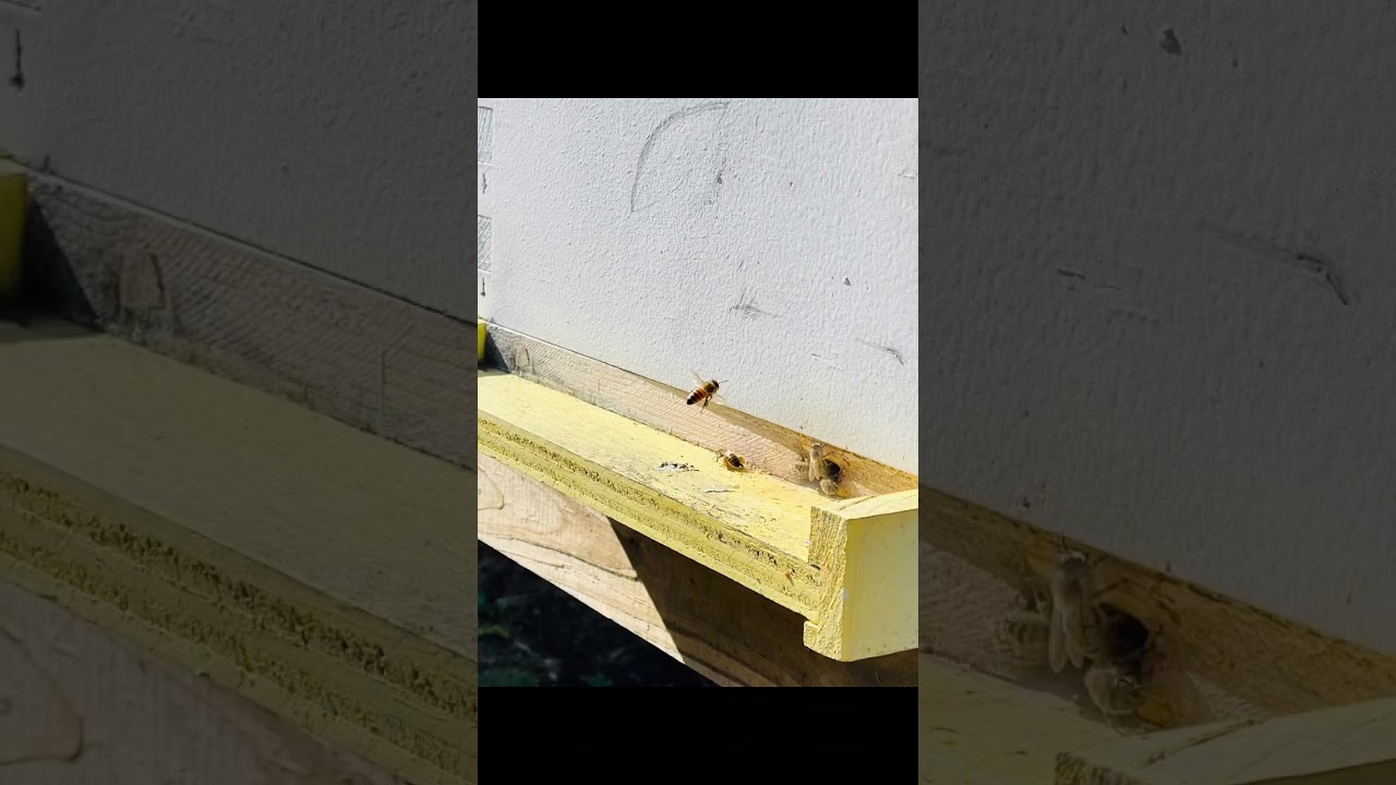 WinterBees
