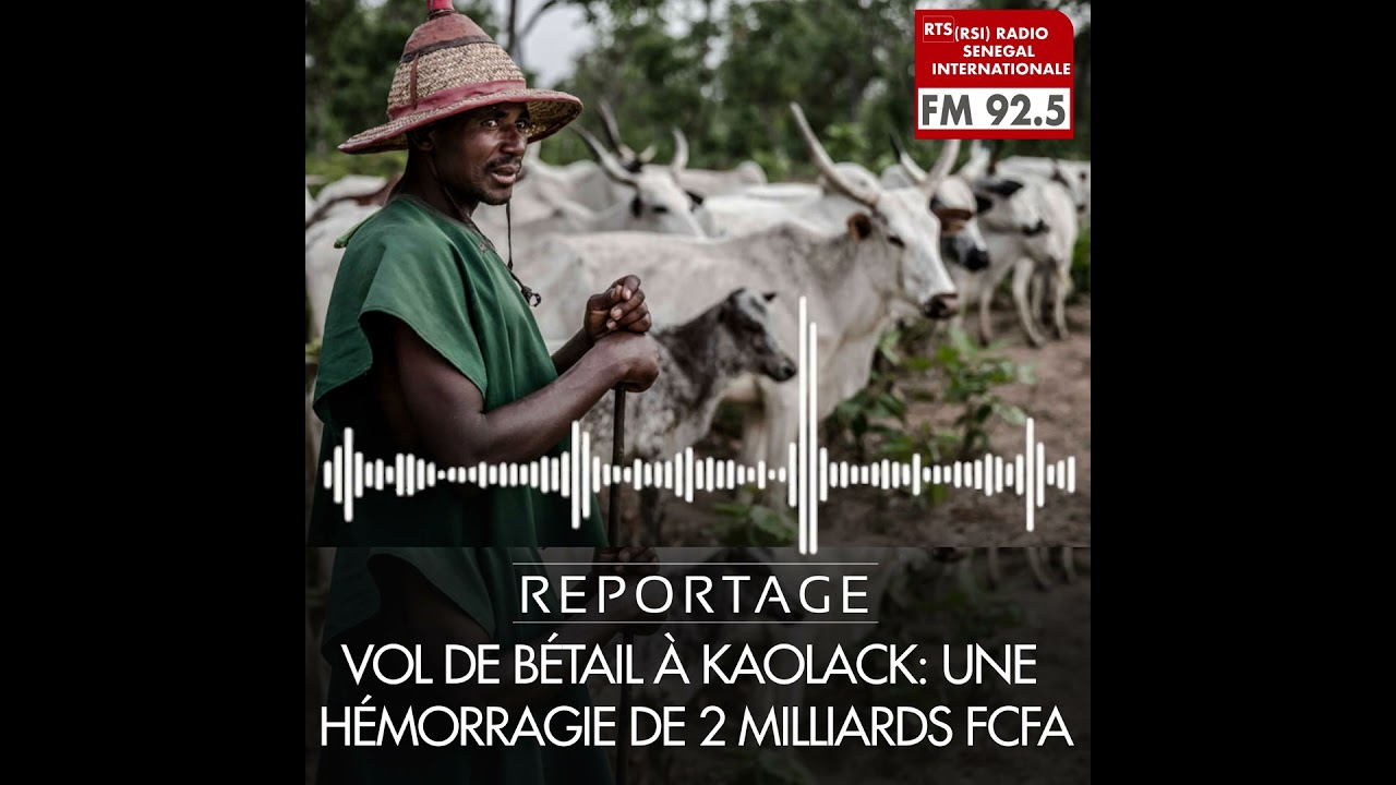 Vol de b&eacute;tail &agrave; KAOLACK: une h&eacute;morragie de 2 milliards FCFA