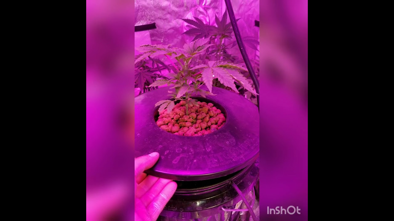 Ethos genetics ep. 5 (o.k.c purple sunset and white wedding) dwc