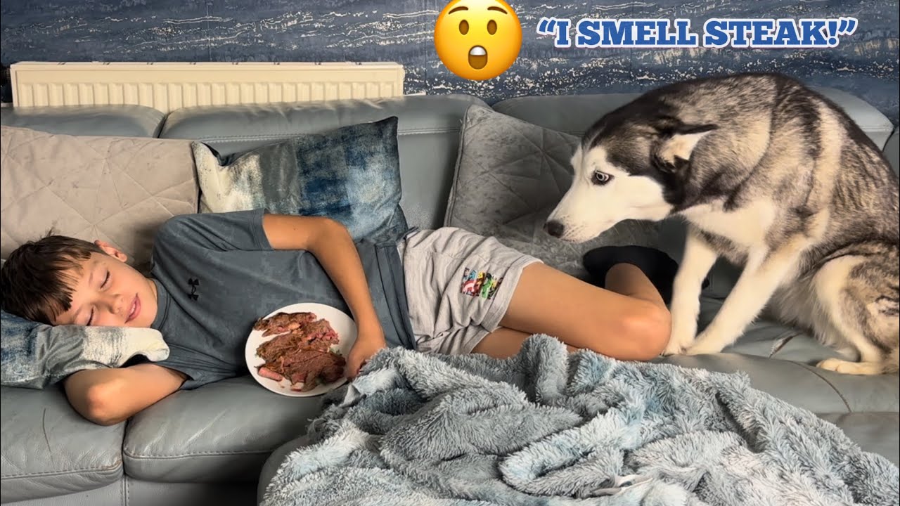 Will My 3 Huskies Steal The Steak While We Sleep Challenge! Millie v Lola v Humphrey!