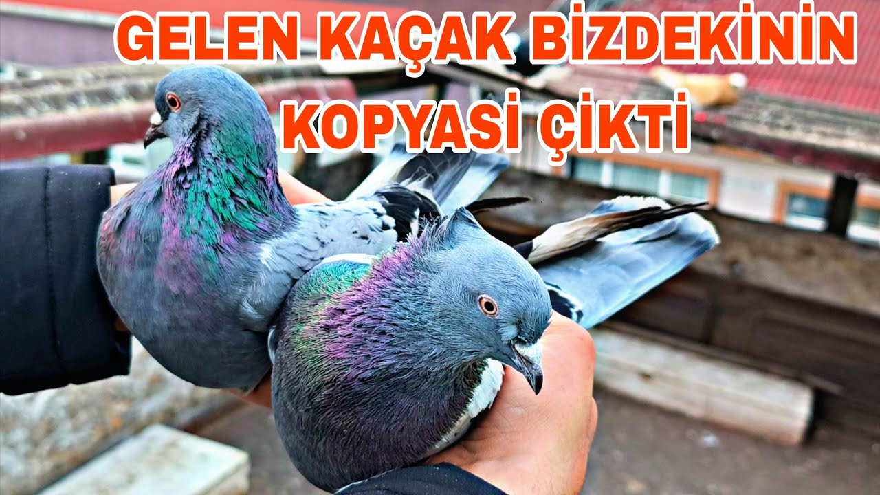 GELEN KAÇAK BİZDEKİNİN KOPYASİ ÇİKTİ EN KÜMESİN KUŞU MU ACABA
