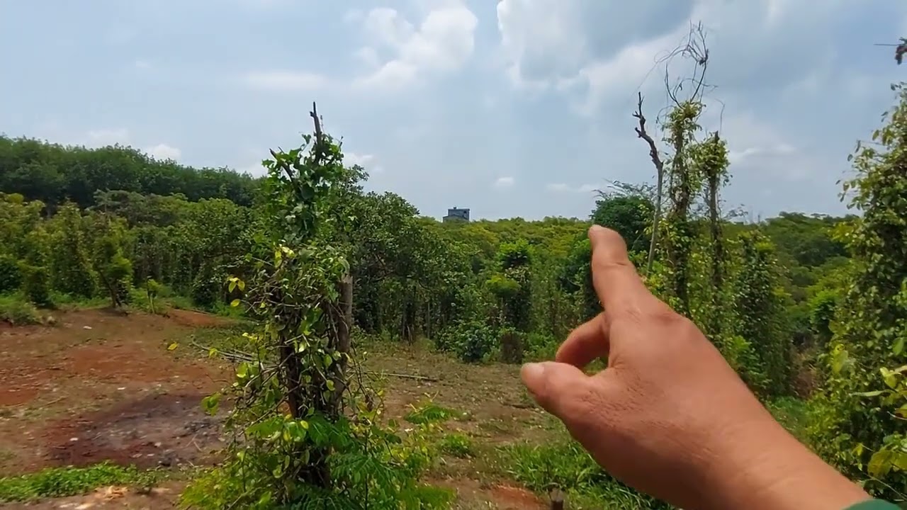 Bán vườn tiêu .có nhà xây .có 200m đường đất . Gần dân .gần điện . 2,2ha .giá 2,5 tỷ . Lh 0986600893