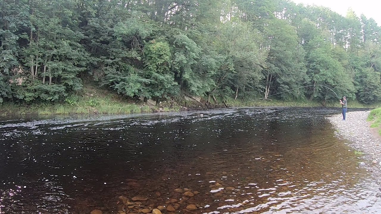 Fresh Grilse on the fly