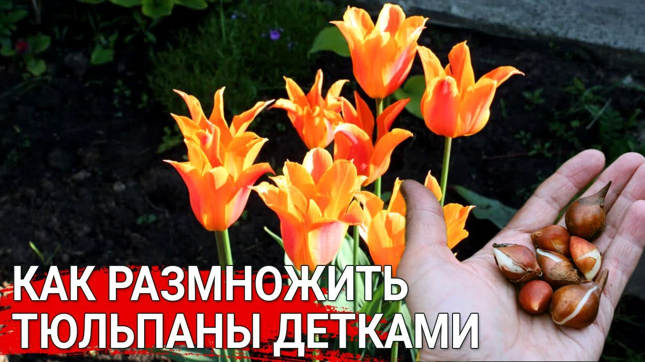 Как размножить тюльпаны детками