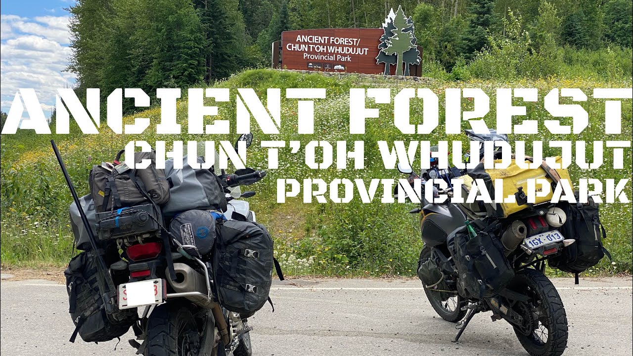 Ancient Forest / Chun T’oh Whudujut | Mission Salmon Glacier 