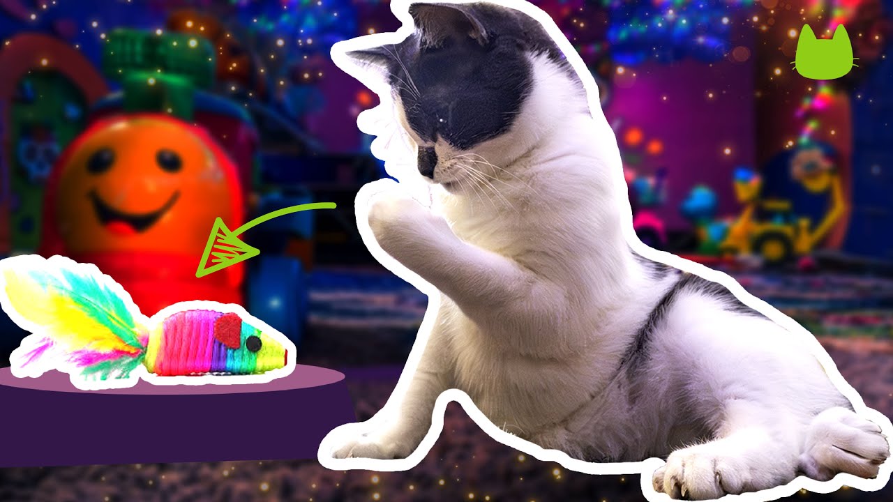 Our Cats Say Goodbye to Their Toys 🕯️🎃