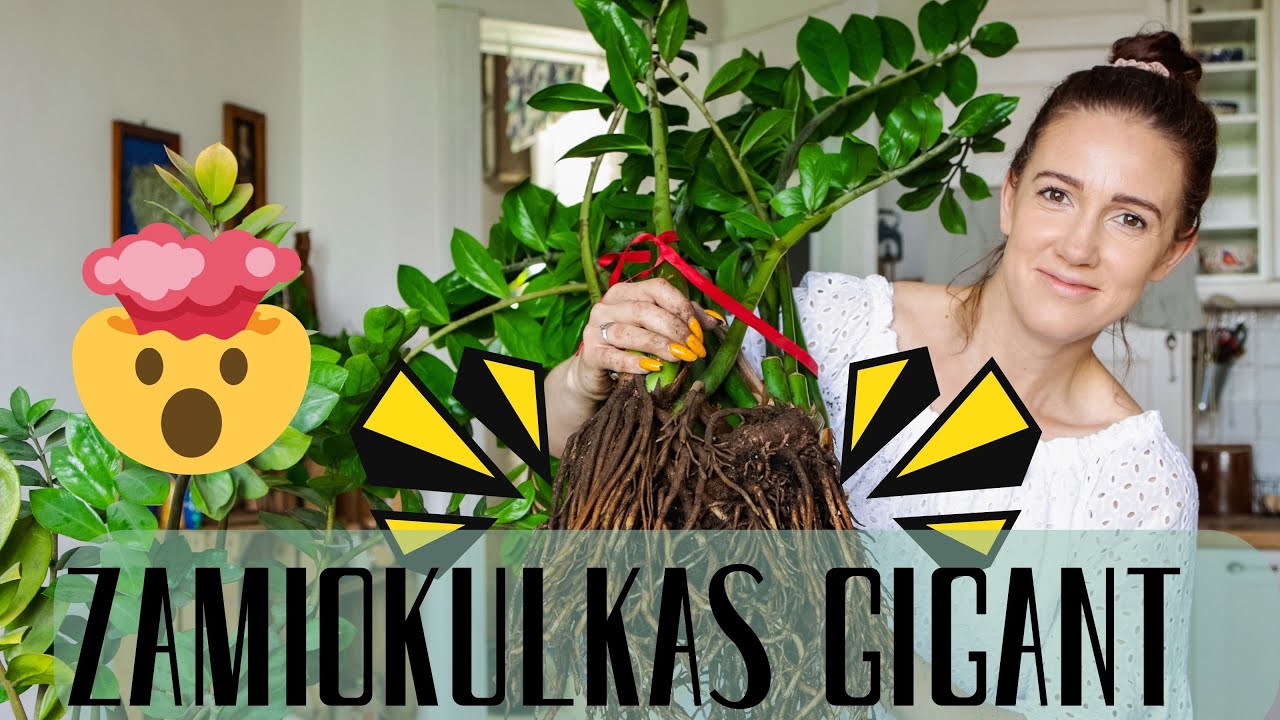 Projekt MASAKRA, czyli jak przesadzić 10-letnie zamiokulkasy // ZZ Plant, zamioculcas zamiolistny