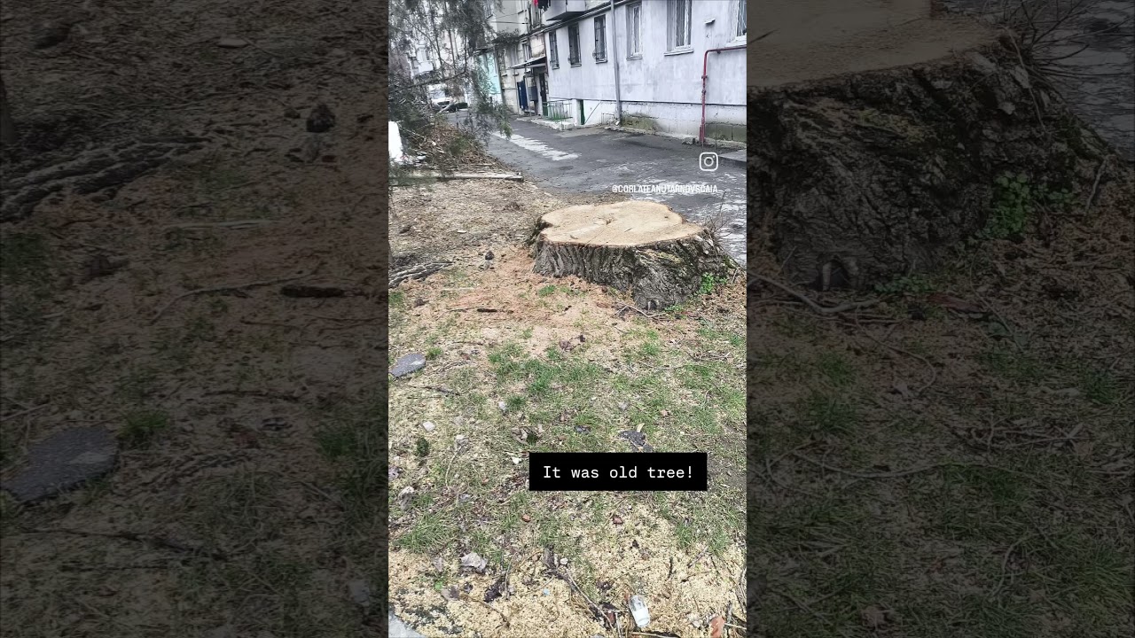 #trees#oldtrees#shorts