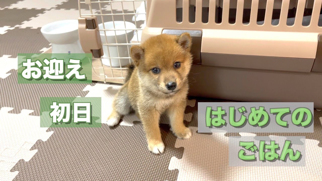 緊張！！豆柴の赤ちゃんにはじめてのごはんをあげます！