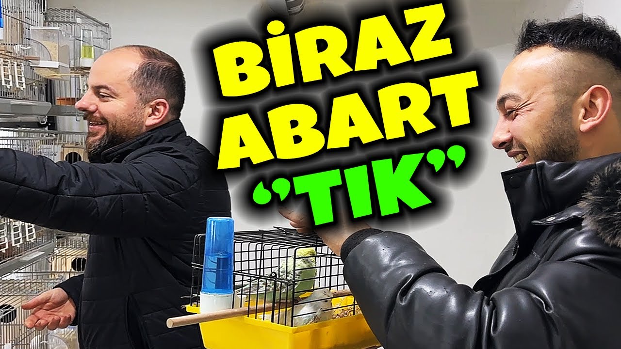 REİSE 2 ÇİFT HEDİYE ! ( ÜST VASIF SHOW JUMBO ) YİNE ALDIK #muhabbetkuşu