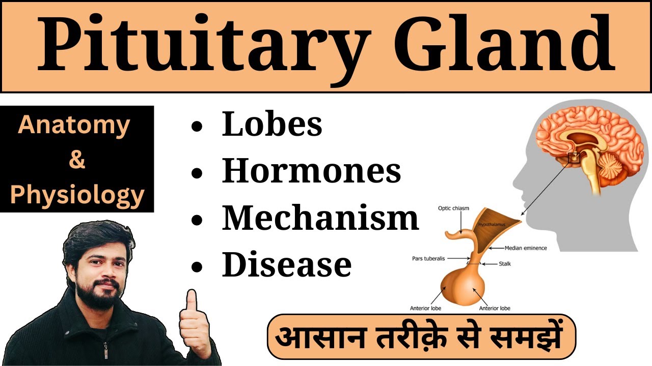 Pituitary Gland Anatomy and Physiology || Structure and Functions || Lobes || Hormone || Hindi