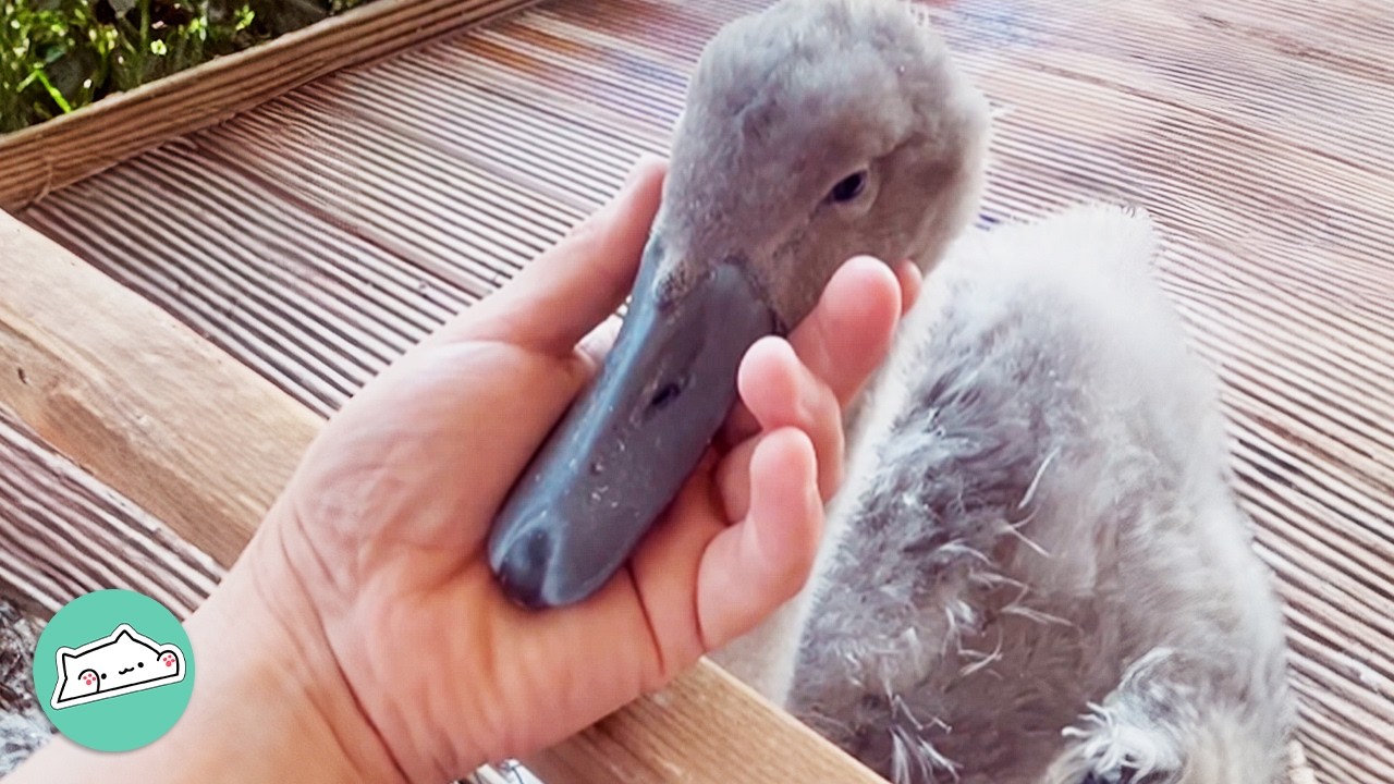 Man Saves a Swan Egg. Now She Thinks He’s Her Mom | Cuddle Buddies