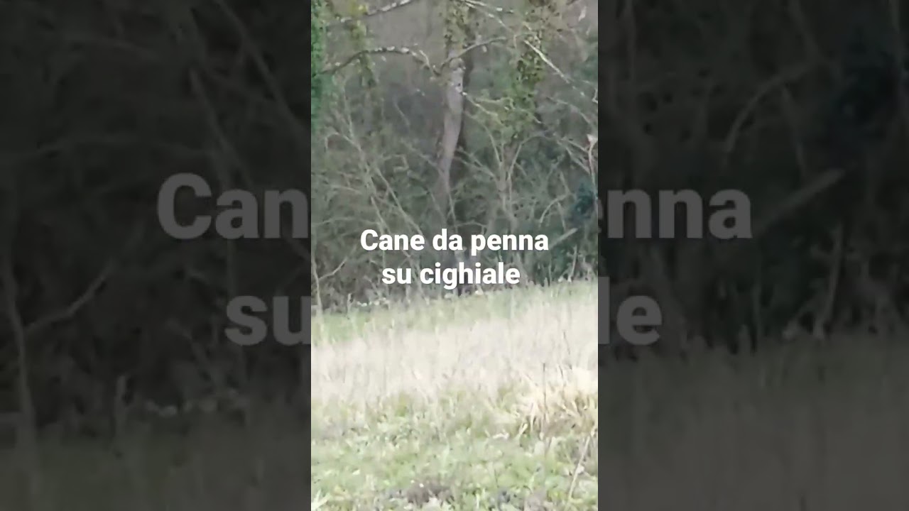 cane da penna su cinghiale