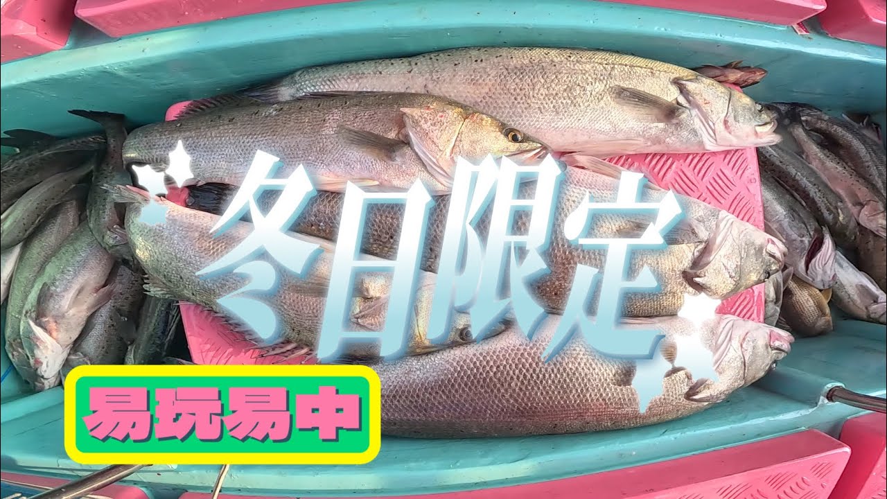 冬季到埗 大鱸易釣 港水．新手上路無難度｜勾大蝦 食餌機會高夠過癮｜#香港釣魚#啊濤