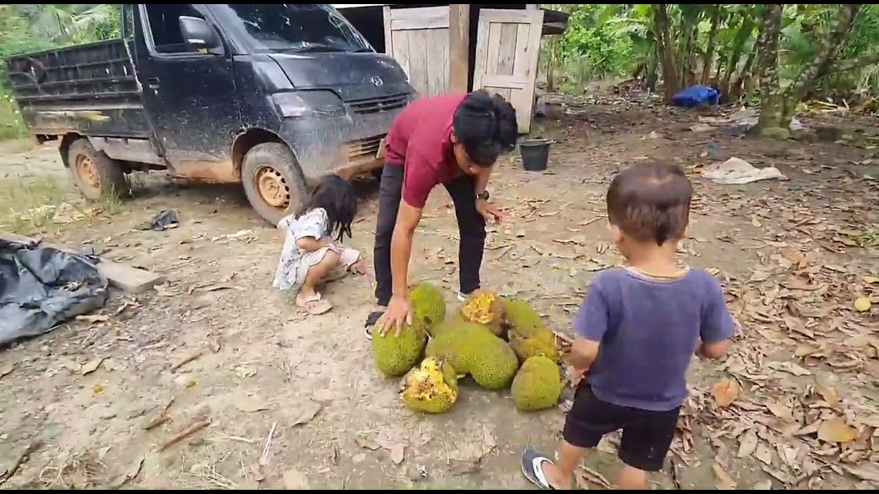 Melimpah panen nangka madu tanam bibit durian duri hitan/oci di kebun pondok hutan