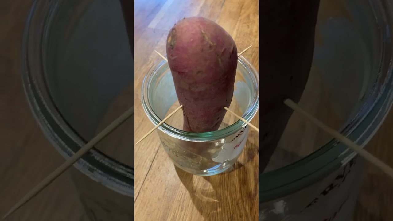 Comment faire germer une patate douce 🍠?