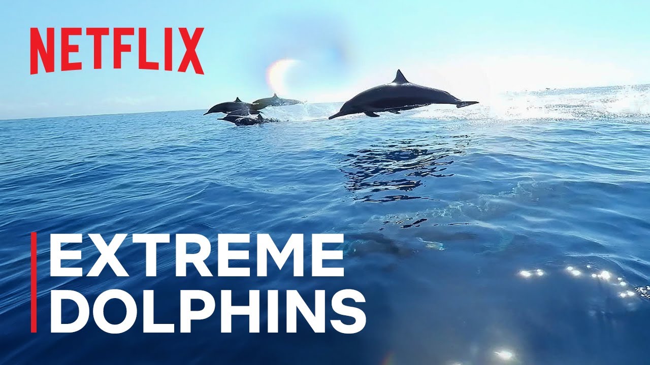 Our Oceans | Extreme Dolphins | Netflix