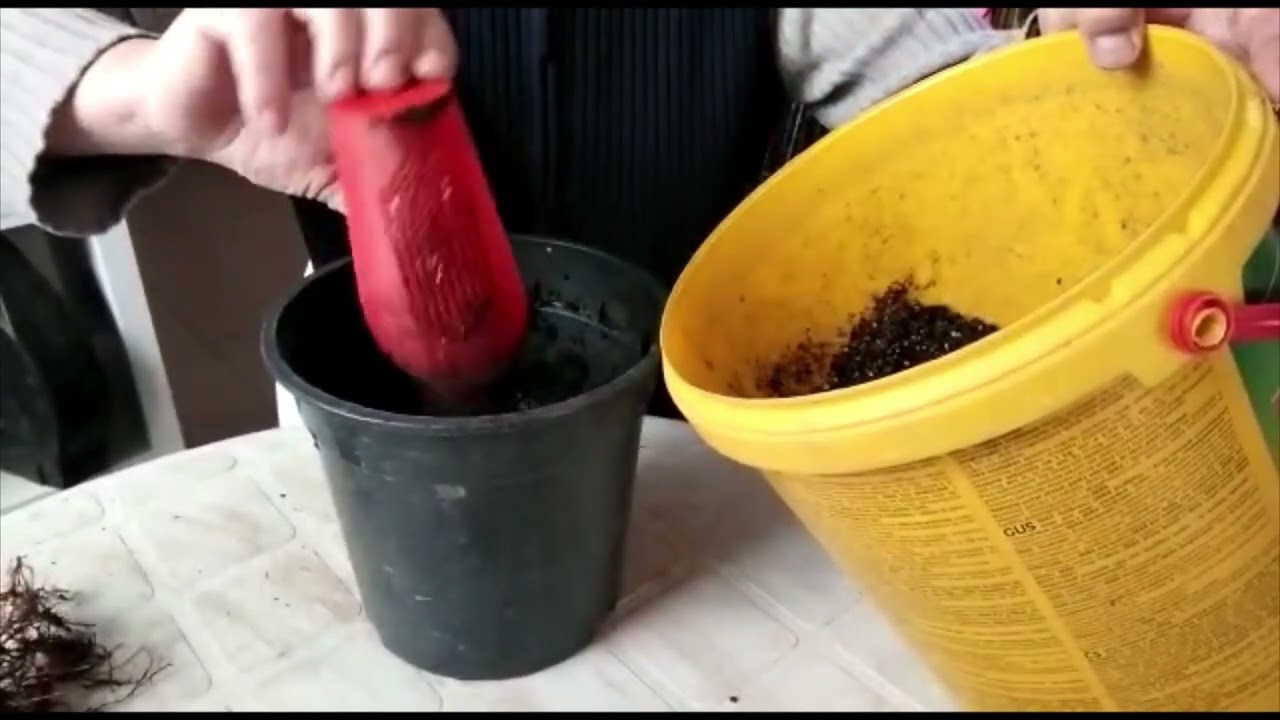 Trasplante de Picea Glauca