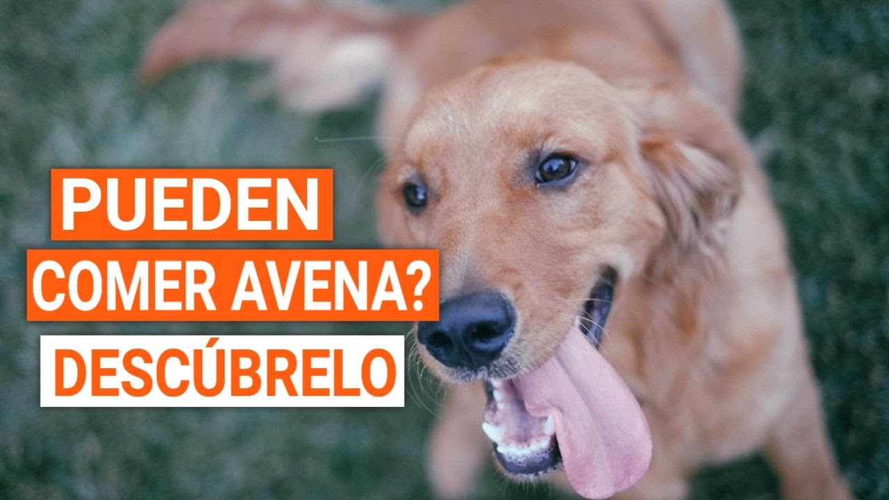 🐶&iquest;LOS PERROS pueden COMER AVENA?
