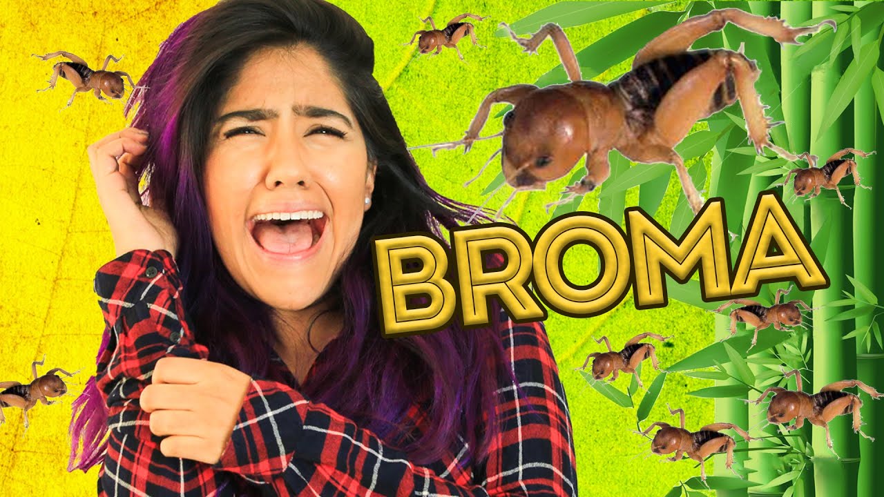 BROMA DE PAP&Aacute; CON ESCARABAJOS | BROMAS PLATICA POLINESIA LOS POLINESIOS