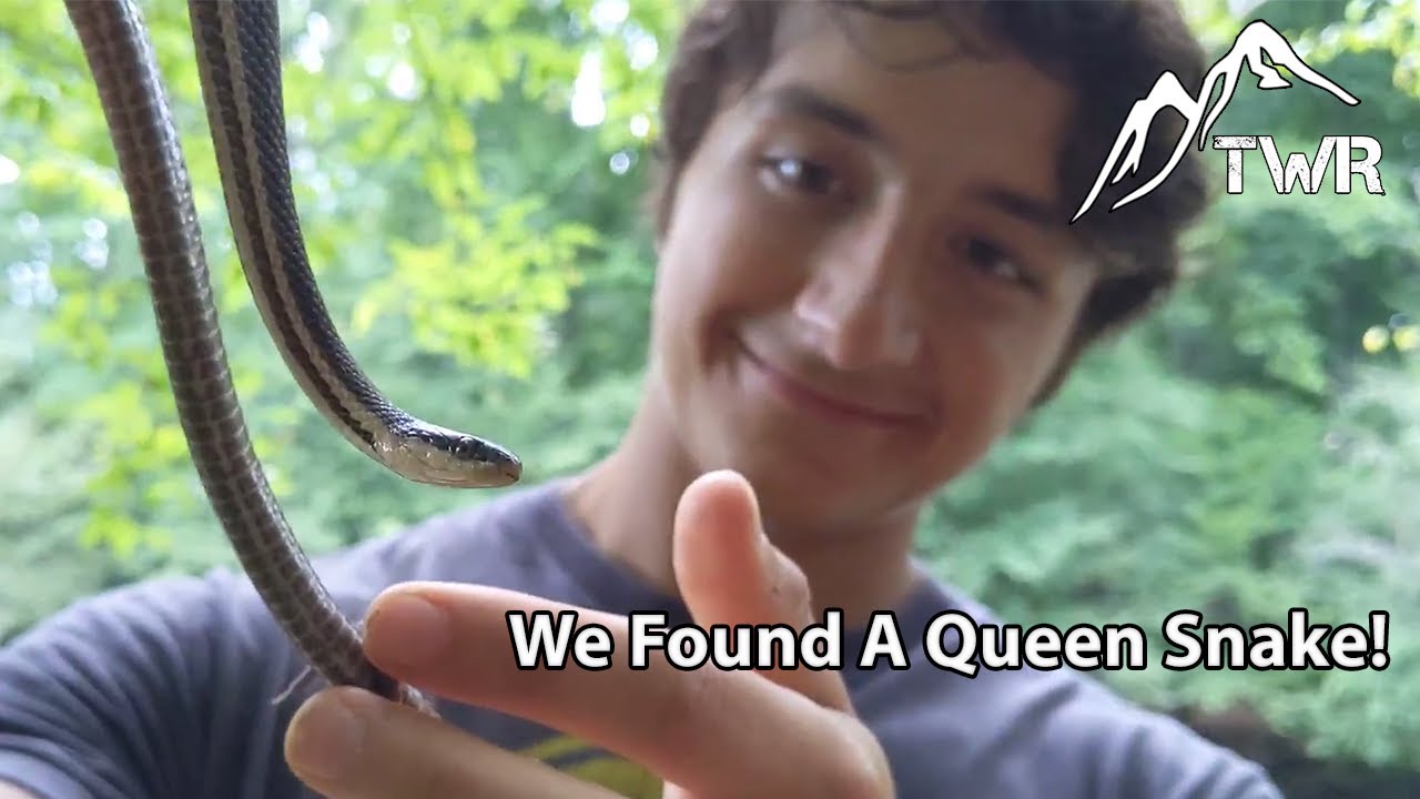 The Queen Snake: Everything You Need To Know!