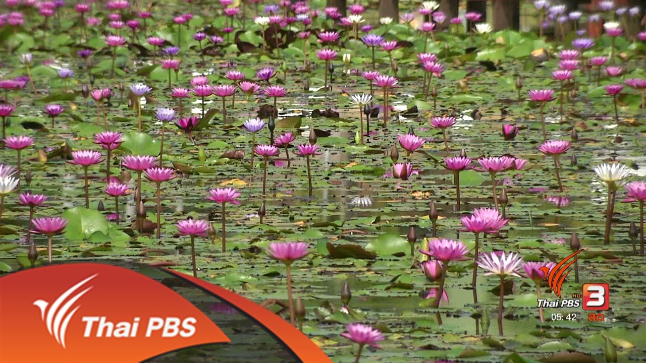 อุทยานบัวเฉลิมพระเกียรติ ม.เกษตรศาสตร์ จ.สกลนคร (23 ม.ค. 60)