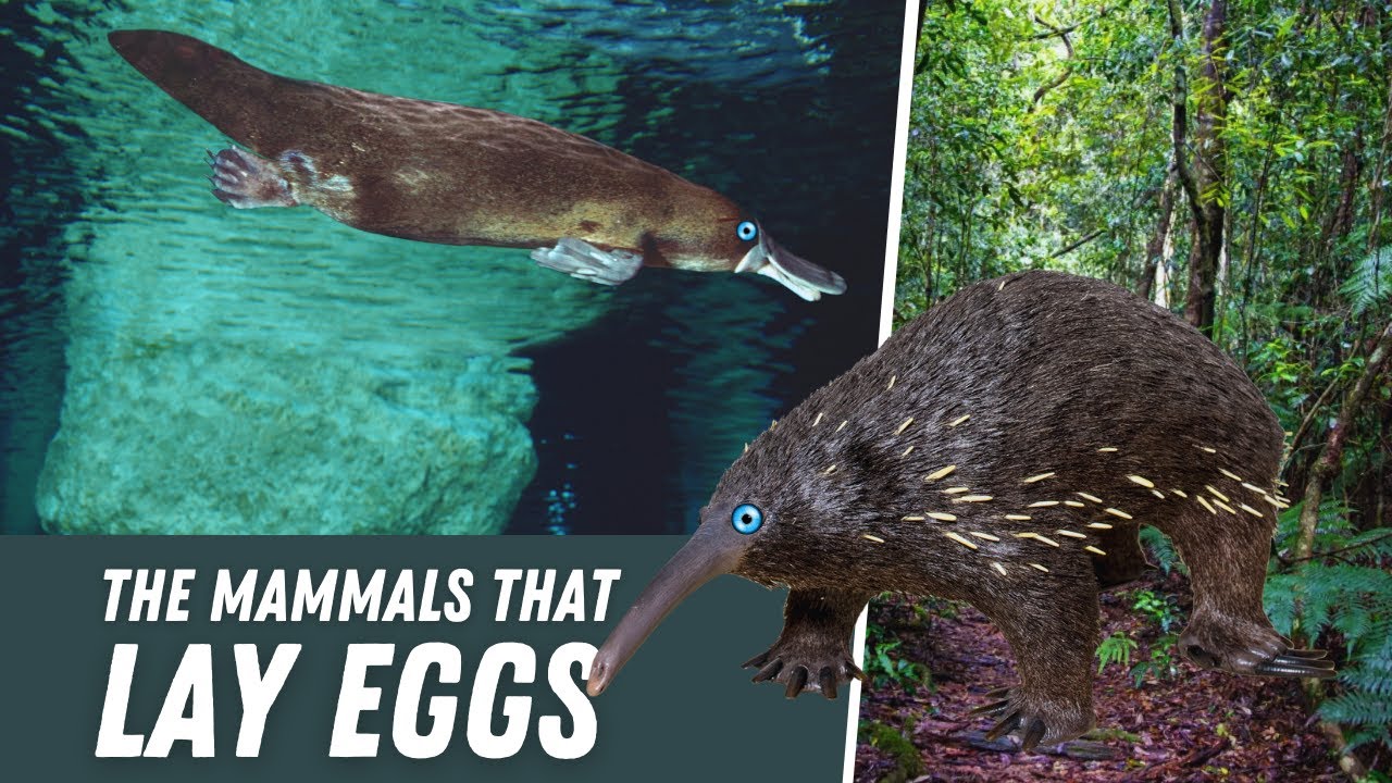 Mammals That Lay Eggs: The Fascinating Monotremes